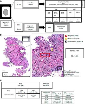 Tissue management in precision medicine: What the pathologist needs to know in the molecular era